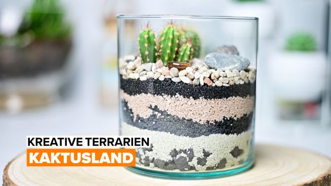 Kreative Terrarien: Kaktusland